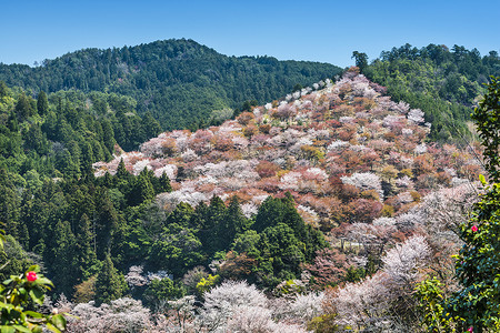 山坡上的日本吉野樱花图片