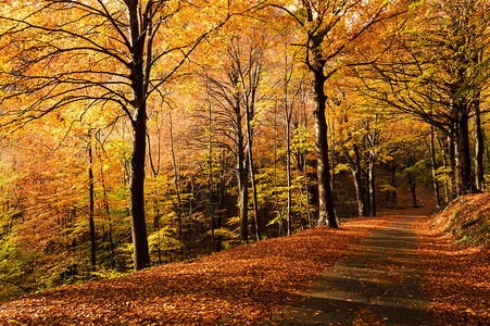 秋天的季节森林中自然的色彩和色调背景图片
