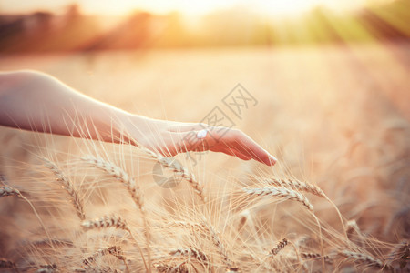 女农民交出背景阳光的麦田图片