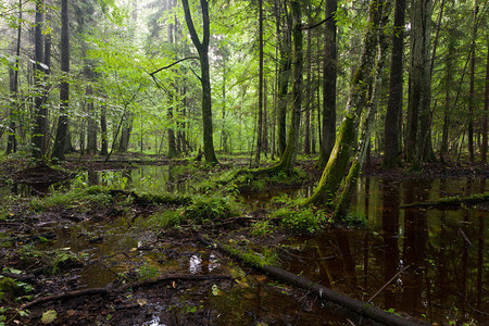 比亚洛维耶扎森林中湿润的低沉立水面图片