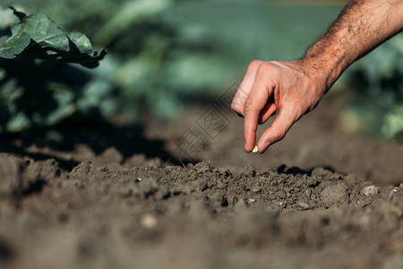 农民在土壤中播种一粒种子的镜头背景图片