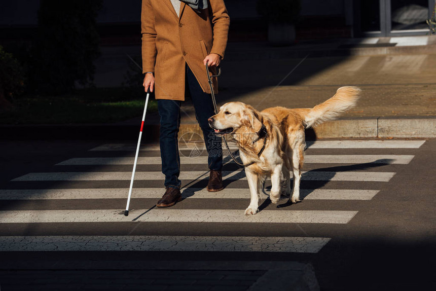 用棍子和向导狗在路口行走的盲图片