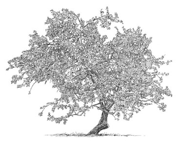 老苹果树与果实的手绘图背景图片