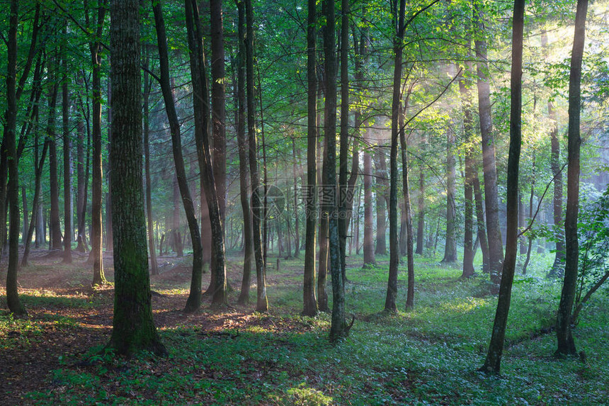 太阳光束进入波兰欧洲比亚洛威扎森林的寒冷夜雨中富图片