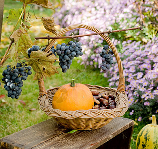 花园里的秋篮子图片