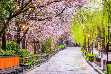 小路旁成排的樱花树图片