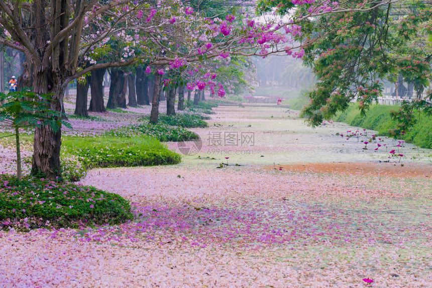 铺满粉红樱花花瓣的人行道图片