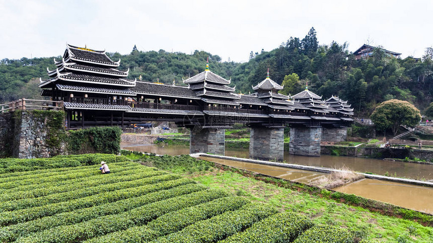 春季前往的茶叶种植园和三江东自治县成阳风雨大桥丰宇永吉图片