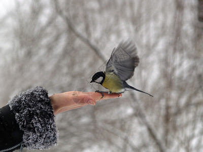 冬天女人手上的小山雀鸟图片