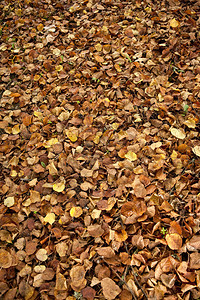 秋天地面上叶子死背景图片