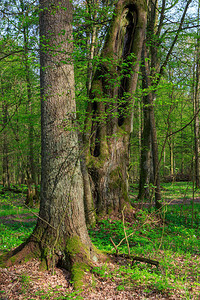 位于波兰欧洲比亚洛维萨森林BialowiezaF图片
