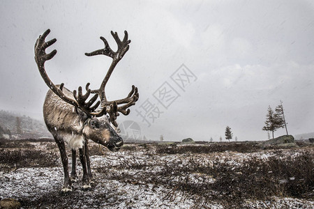北蒙古雪草原上的驯鹿图片