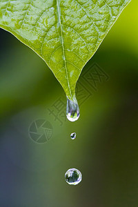 雨季的水滴图片