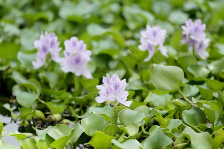 水葫芦花在池塘里背景图片