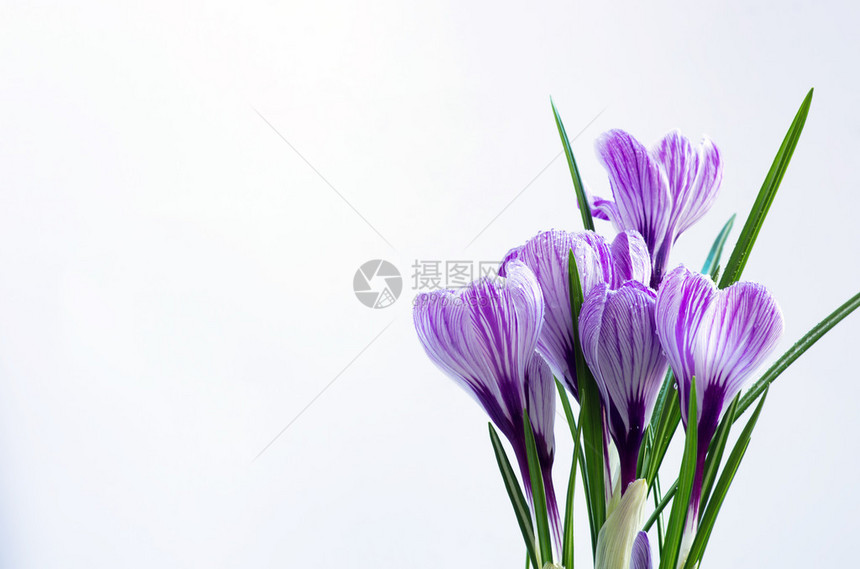 孤立在白色背景上的春天的花朵图片