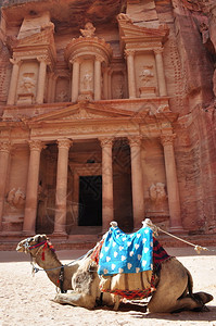 骆驼在国库门前图片