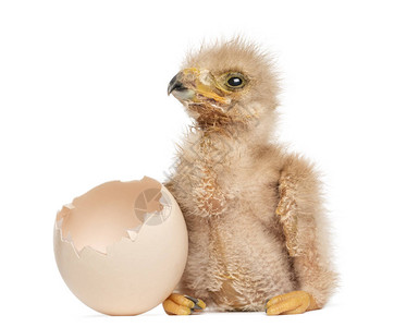 小哈里斯的鹰紧靠他孵出蛋的旁边3天大图片