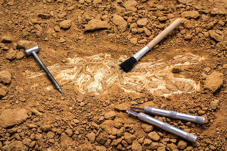 骨骼和考古工具挖化石训练模拟与真挖图片