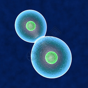 核心细胞复制人体图片