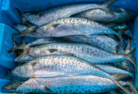 在鱼市捕获的新鲜的西班牙鲭鱼这种鱼生活在越南中部和图片