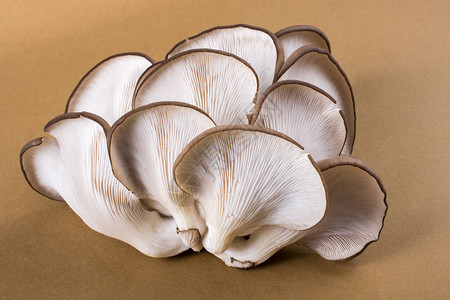 平菇或平菇作为容易栽培的蘑菇图片