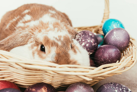 有趣的家兔躺在草篮里彩绘复活节彩蛋背景图片