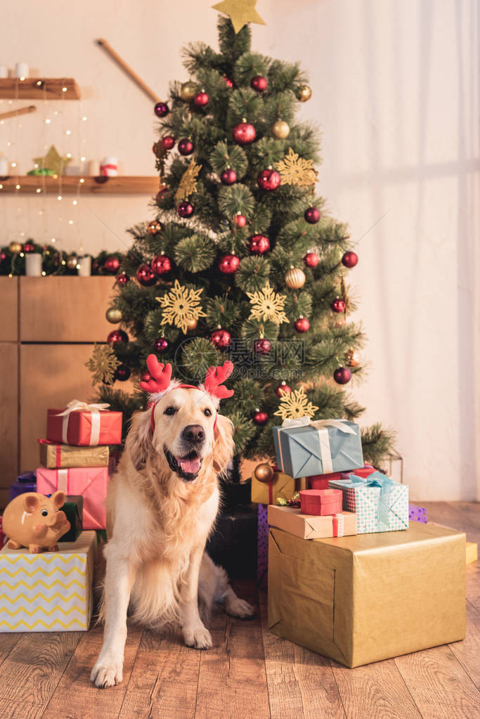的鹿角猎犬坐在圣诞树附近图片