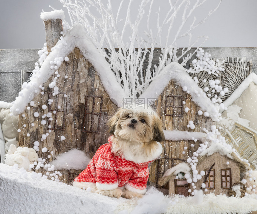 西施犬在圣诞风景前图片