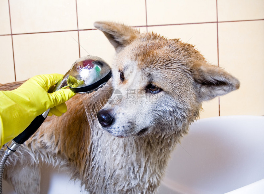 在洗澡时清洁狗纯图片