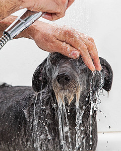 湿的狗被一个梳妆匠洗在浴缸里脸上背景图片