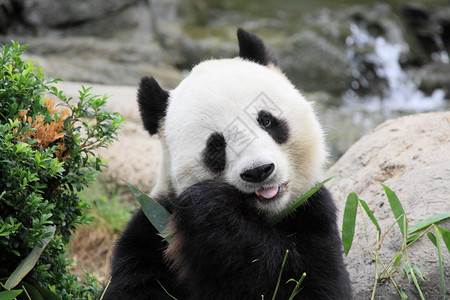 大熊猫在香港公园吃竹叶图片