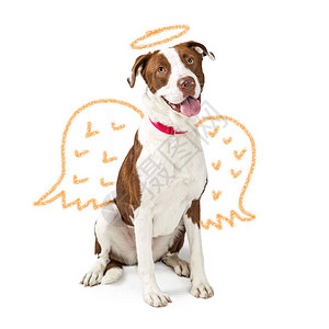 用蜡笔画天使翅膀和金色光环的无辜好狗的概念图片