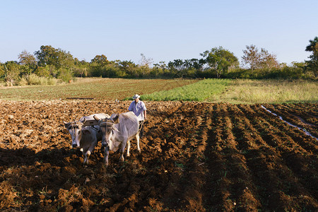 拉丁美洲的农业和种植业中年西班牙裔农民在生长季节开始时用牛人工图片