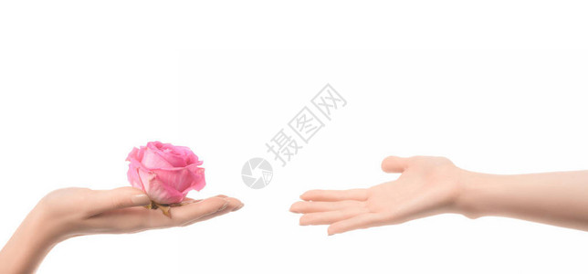 女人把粉红玫瑰花给一个被图片