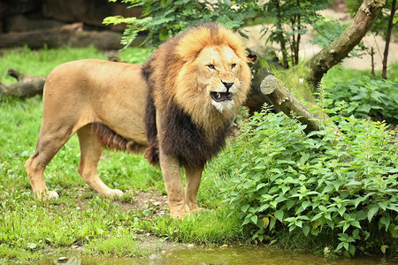 在圈养的岩石地方的雄狮铁窗外的非洲野生动物豹狮大自然中的背景图片