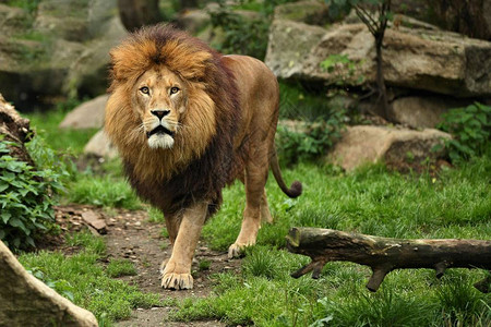 在圈养的岩石地方的雄狮铁窗外的非洲野生动物豹狮大自然中的背景图片