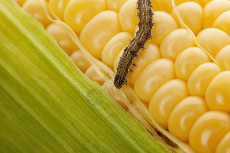 玉米棒上的蠕虫有机玉米受蠕虫影图片