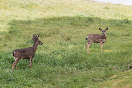 郁葱的绿草中的黑尾鹿和母鹿图片