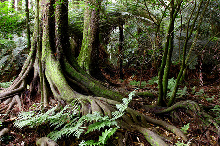 热带丛林中的树干根图片