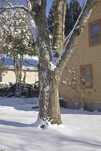 树干有雪覆盖的树枝图片