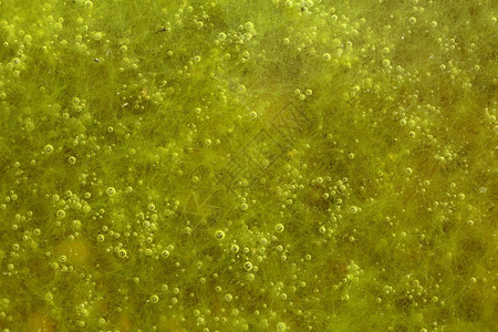 湖面上有气泡的绿藻图片