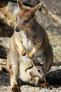 母亲Wallaby和婴儿Joey在GraniteGorgeMaree图片
