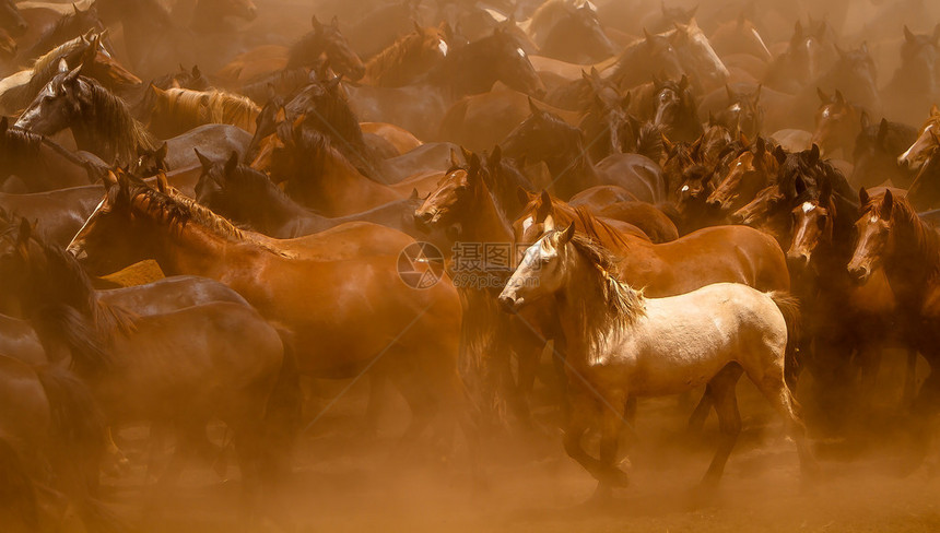 许多野马在非洲的尘土中奔跑图片