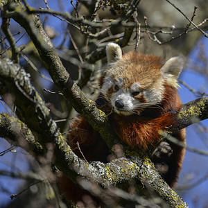 美丽的红熊在树上试图睡觉的阿利鲁斯f图片