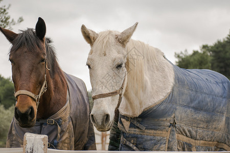 两匹马穿着冬装图片