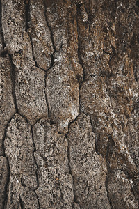 破裂的粗糙棕色树皮背景图片