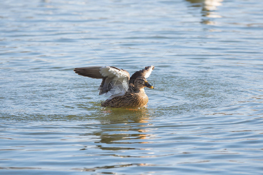 带波纹的湖水中野鸭图片