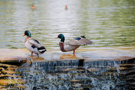 在浅水上站立的两只鸭子有图片