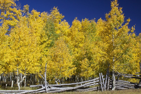 林中一棵金黄的山与木篱背景图片