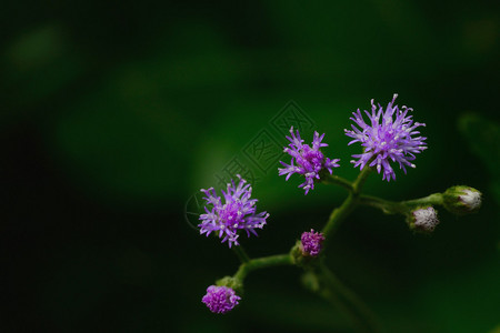 小铁草紫葡萄树图片